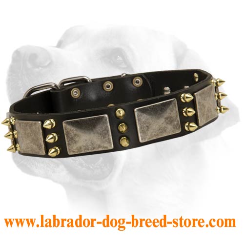 "All Included" Decorative Leather Collar For Labrador. Fashionable design!