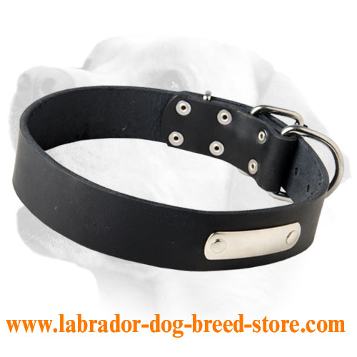 Labrador Classy Leather Collar With ID Tag