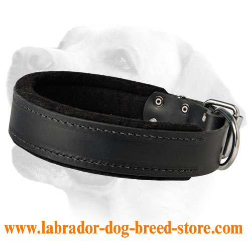 Extra Wide Padded Leather Collar For Labrador