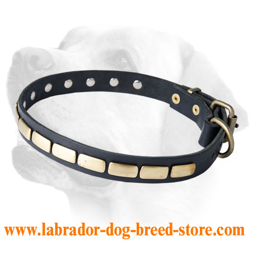 Slim Leather Collar Decorated With Smooth Brass Plates