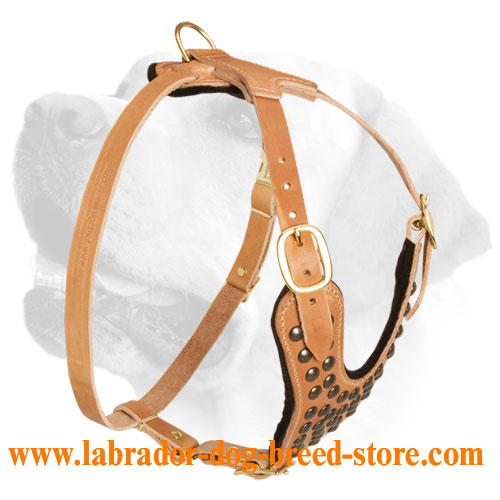 Premium Leather Walking Harness For Labrador Handling