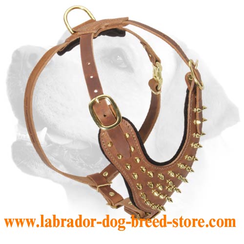 Glamour Gold Shining Spikes Leather Harness For Labrador