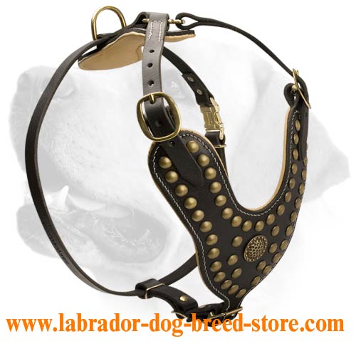 Decorative Leather Harness For Labrador With Brass Studs