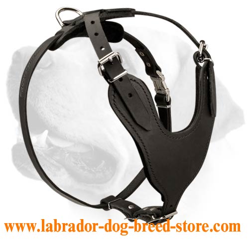 Classical Leather Padded Harness For Labrador - Click Image to Close