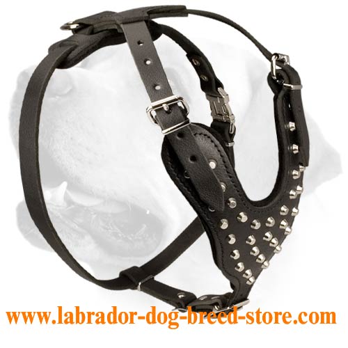 Labrador Studded Leather Harness With Wide Chest Plate