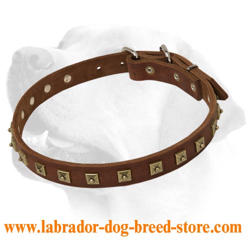 Exclusive Dog Leather Collar For Handling Large Labradors
