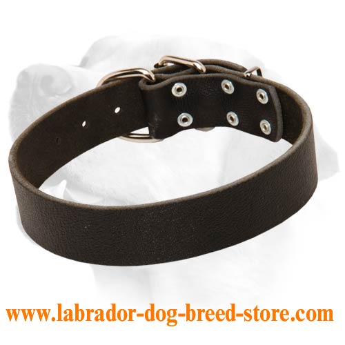 Wide Leather Collar For Handling Large Labradors