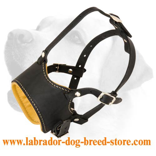 Royal Nappa Padded Leather Labrador Muzzle