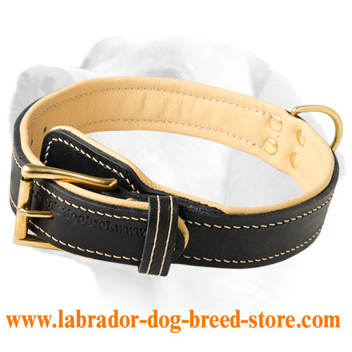 Extra Wide Nappa Leather Dog Collar For Labrador
