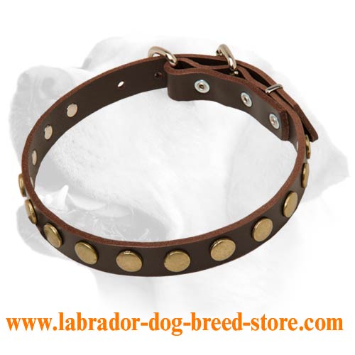 Cute Everyday Leather Collar For Labradors