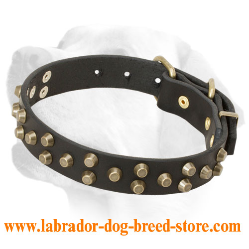 Soft leather Labrador collar with brass pyramids for walking and training