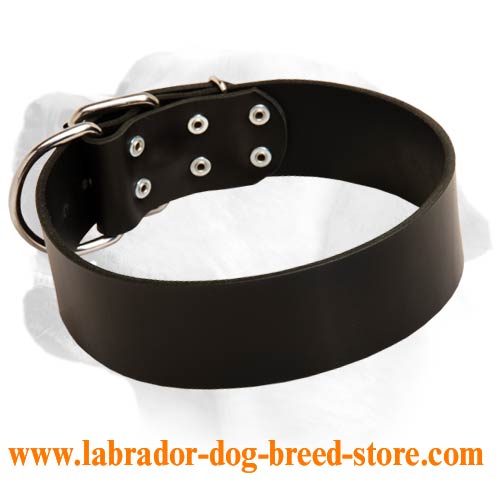 Super Wide Leather Collar For Handling Large Labrador