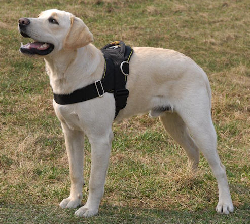 Nylon multi-purpose dog harness for tracking/pulling with extra