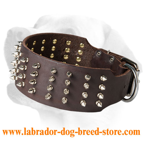 3 Inch Leather Labrador Collar Decorated with Spikes