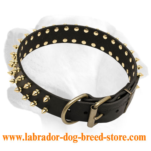 Strong Leather Labrador Collar with Gold-colored Spikes
