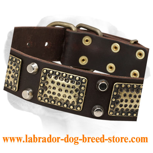 Leather Collar with Brass Massive Plates and Two Nickel Pyramids for Labrador