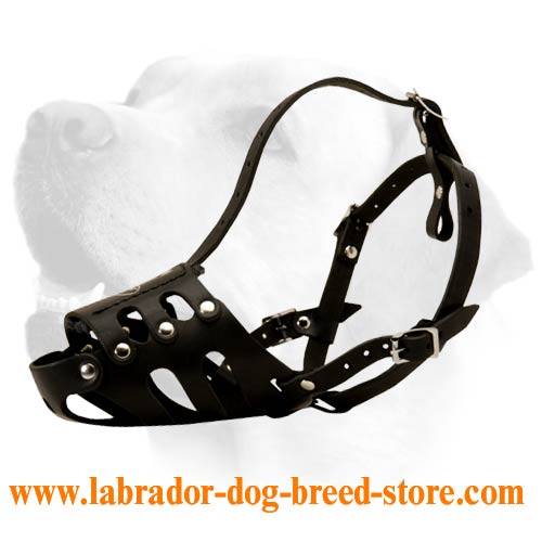 Labrador Everyday Muzzle With Nickel Plated Buckles