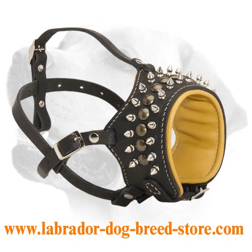 Trendy Spiked Muzzle For Labrador