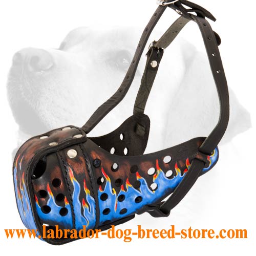 Blue Fire Sensation Leather Muzzle For Labrador