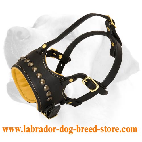 "Bellorio" Studded Leather Muzzle For Labrador