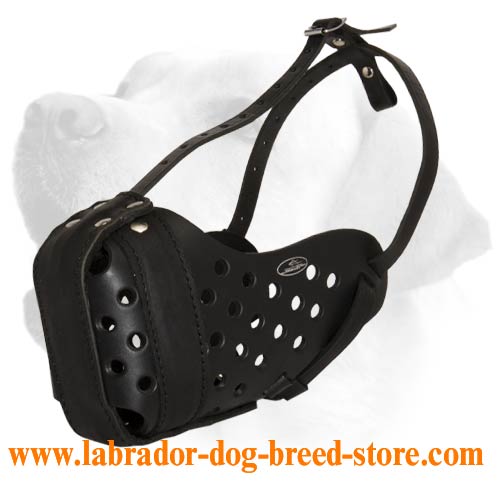 Supergator Leather Muzzle For Labrador. Leather Muzzle For Attack/Agitation training