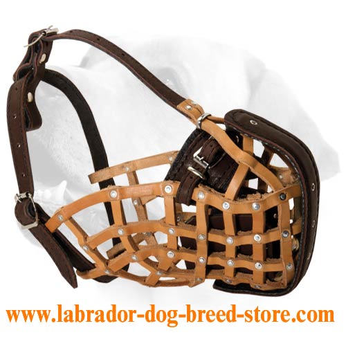 Anti-Aggression Leather Muzzle For Labrador