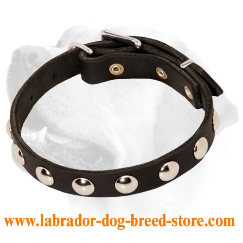 Pretty Leather Labrador Collar with Studs