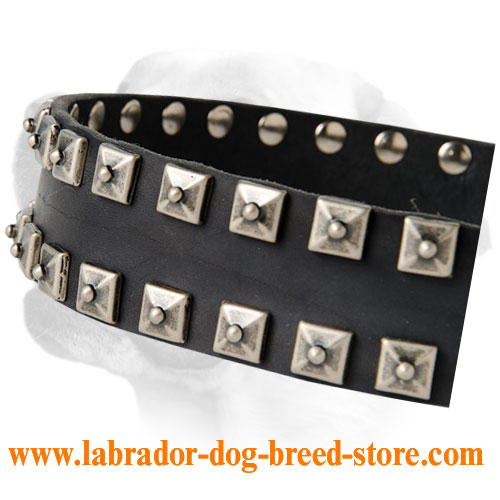 Stunning Leather Labrador Collar Decorated With Studs