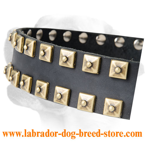 Studded Walking Leather Labrador Collar