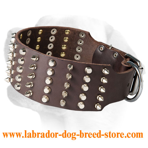 3 inch Spiked and Studded Leather Collar for Labrador