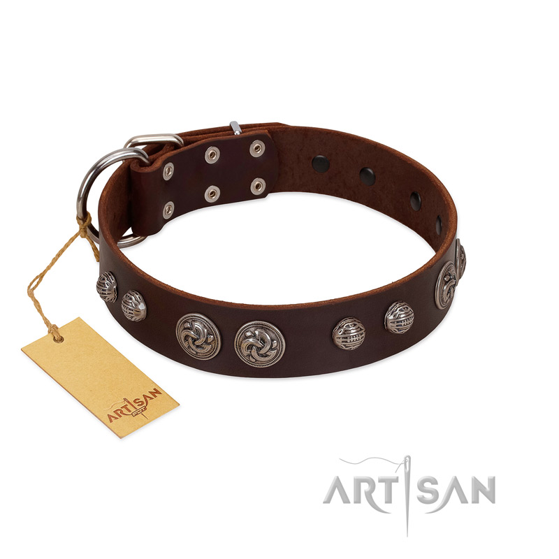 "Choco Brownie" FDT Artisan Brown Leather Labrador Collar Adorned with Silver-Like Conchos