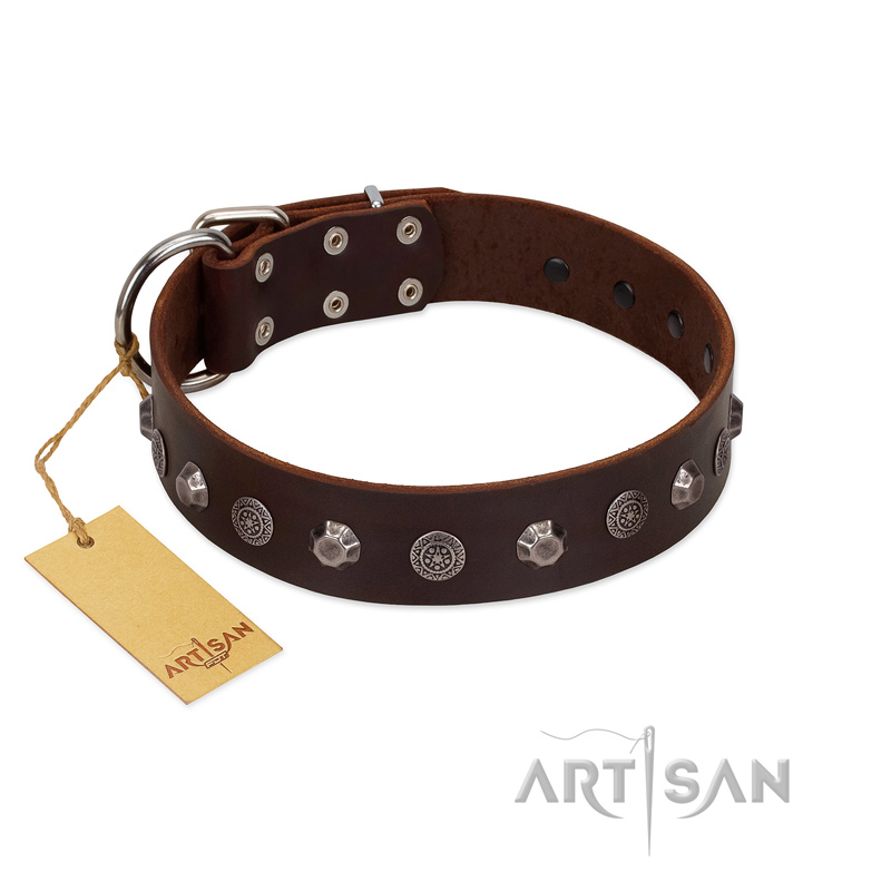 "Dark Chocolate" Handmade FDT Artisan Brown Leather Labrador Collar with Studs