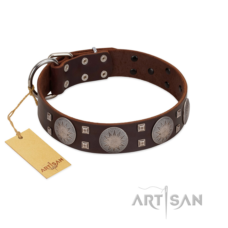 "Sun in Barchans" Modern FDT Artisan Brown Leather Labrador Collar with Engraved Stars on Round Plates and Studs