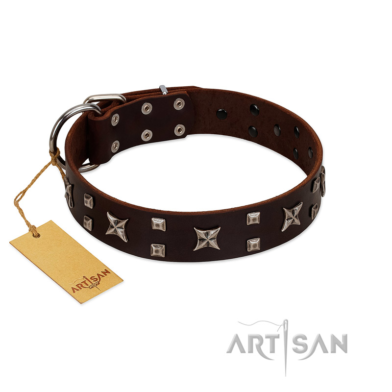 "Bigwig Woof" FDT Artisan Brown Leather Labrador Collar with Chrome Plated Stars and Square Studs