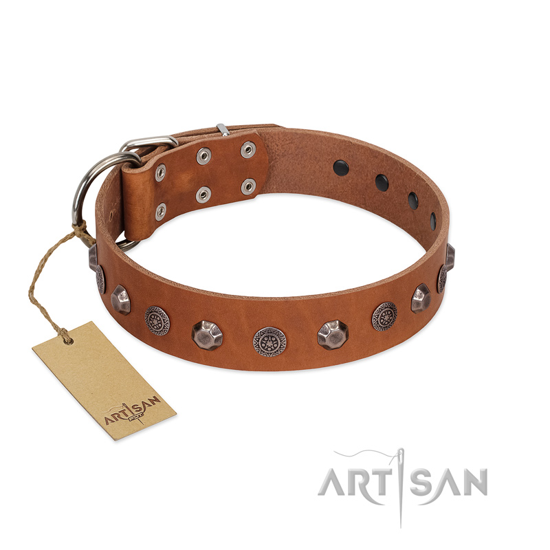 "Silver Age" Fashionable FDT Artisan Tan Leather Labrador Collar with Silver-Like Studs