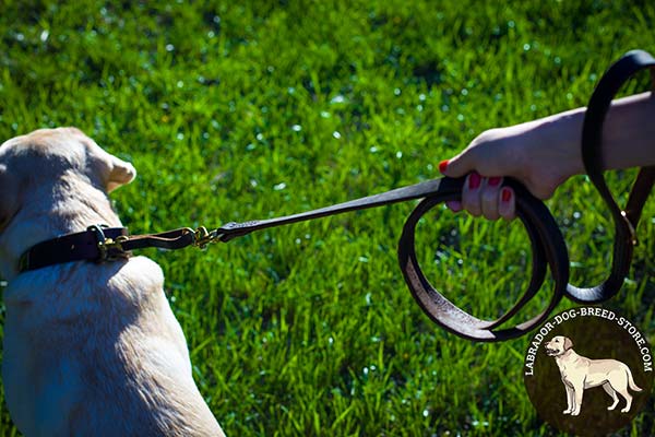 Labrador leather leash of classy design with brass plated hardware for daily walks