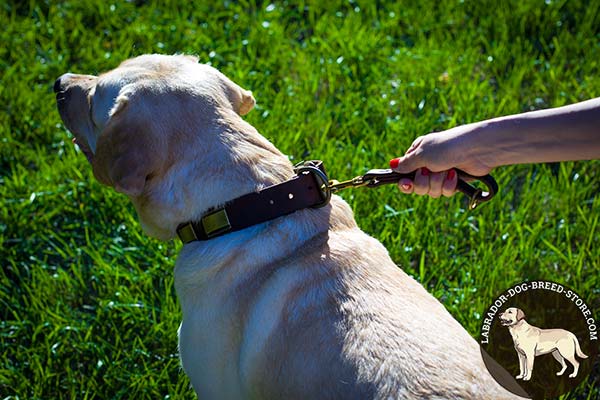 Labrador leather leash with corrosion resistant hardware for improved control