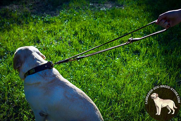 Labrador leather leash of high quality with brass plated hardware for daily activity