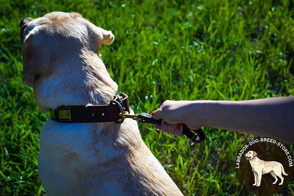 Labrador leather leash with rust-proof hardware for perfect control