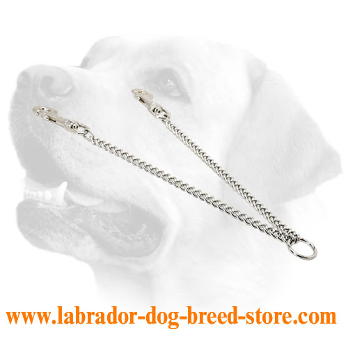 Chain leash for walking with 2 Labradors