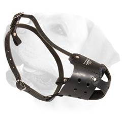 Pleasant Walks With Your Dog in Everyday Leather Muzzle