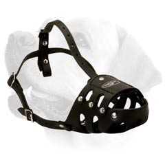 Secure Buckled Leather Muzzle For Labrador