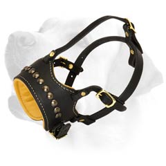 Gorgeous Leather Decorative Muzzle For Labrador