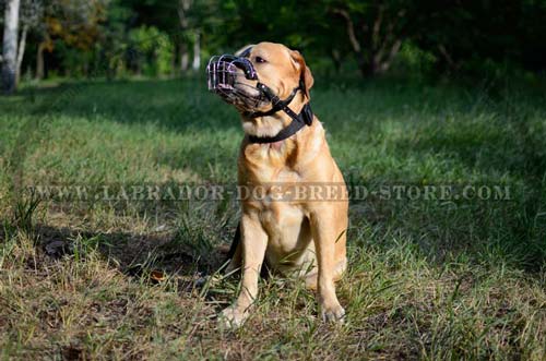 Averyday Activities Labrador Muzzle