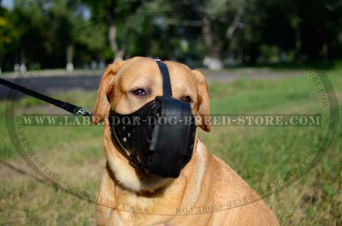 Practical Leather Labrador Muzzle