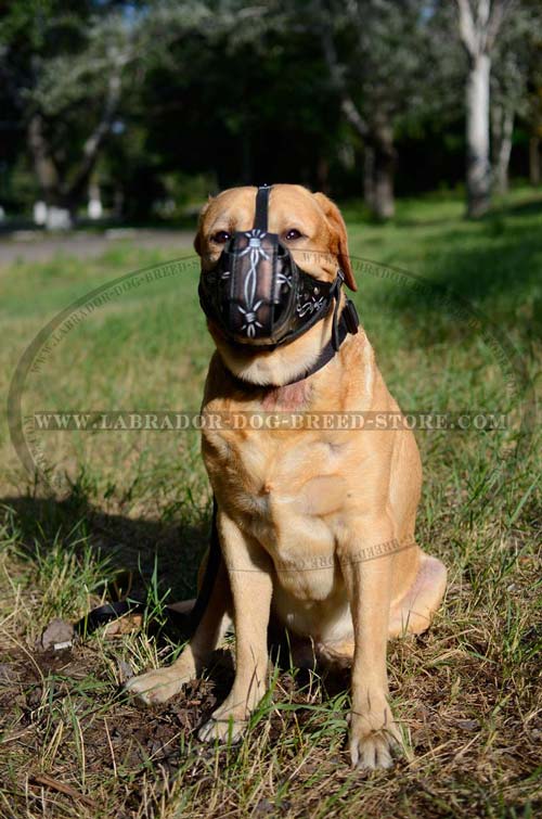 Handmade Leather Labrador Muzzle For Safe Walking with Unique Design