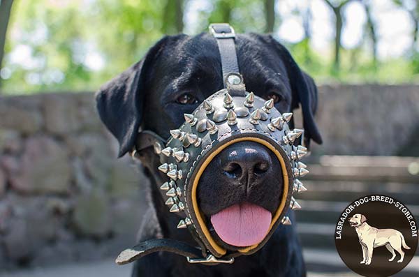 Labrador leather muzzle anti-barking with studs for stylish walks