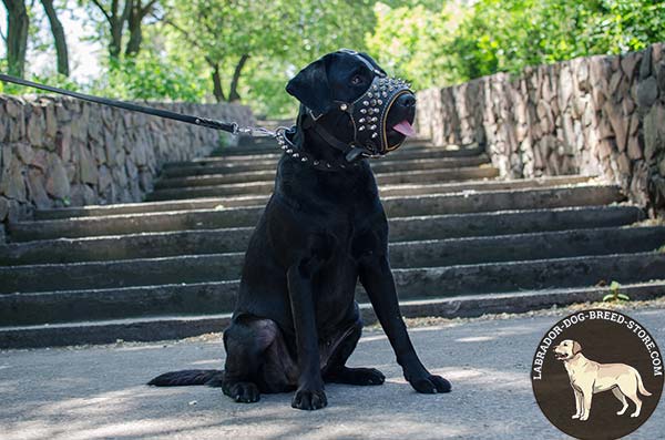 Good-Looking Leather Labrador Muzzle Decorated with Spikes and Studs