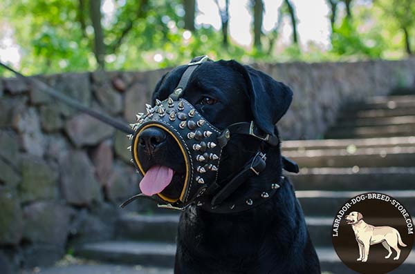 Spiked and Studded Leather Labrador Muzzle