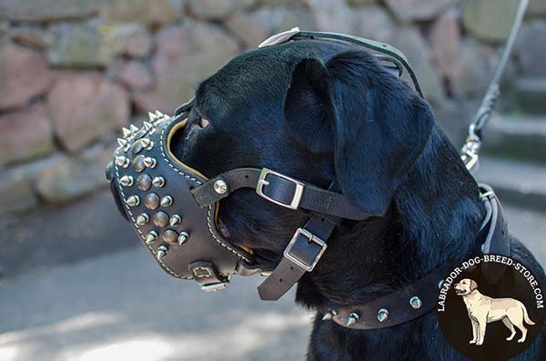 Nappa Padded Leather Labrador Muzzle with Spikes and Studs for Walking